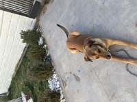 Rottweiler karması köpeğim sahiplendirilecek