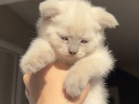 Dünyalar tatlısı çok sevecen scottish fold cinsi kedimiz