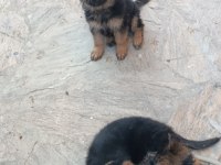 Alman kurdu yavrular ırk sağlık garantili