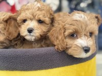Petmode köpek çiftliğinden tea cup maltipoo
