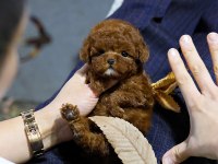 A KALİTE TOY POODLE BEBEKLERİM İSTANBULDA