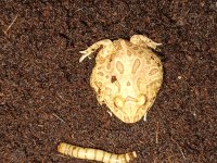 Strawberry pacman Frog
