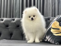 Üst kalite Pomeranian boo isteyenlere
