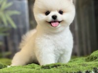 2.5 aylık erkek Pomeranian yavru