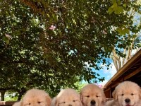 RUHSATLİ ÇİFLİKTEN GOLDEN RETRİEVER YAVRULARI