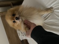 Yetişkin tilki surat pomeranian