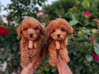 Toypoodle Yavrularımız