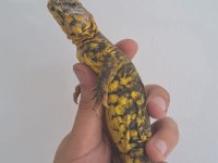 UROMASTYX FATURALI EVRAKLI ŞEKİLDE