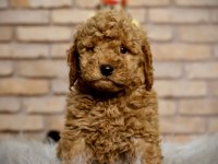A kalite toy poodle yavruları