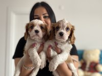 Cavalier king Charles yavrularım