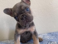 LİLAC TAN ERKEK MAYBE FLUFFY L4 FRENCH BULLDOG