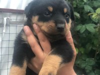 Koca kafa macar rottweiler