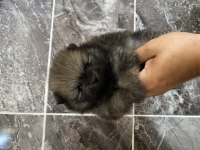 Orjinal ayı surat pomeranian boo yavrular