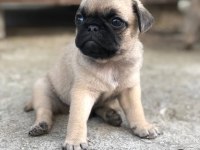 Mops erkek dişi uygun pug