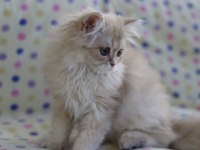 British longhair erkek