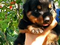 40’günlül rottweiler dişi