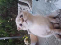 Scottish fold yavrumuza yeni aile arıyoruz