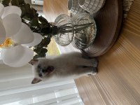 YAVRU KEDİLER