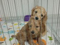 Maltipoo bebekler İzmir