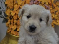 Maltipoo Yavrum 55 Günlük