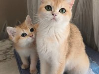British Shorthair Golden Yavru