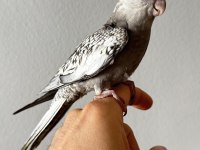 Albino ve Wf pearl sultan papağanı yavruları