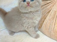 LOKUMULİNKO KEDİMİZ