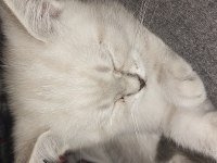 Mükemel renk yavru british shorthair