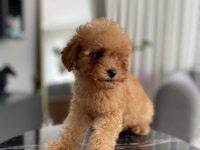 Teacup Erkek Toy Poodle Yavrumuz Yeni Ailesini Aramakta