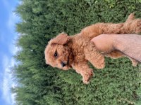 Sağlık garantili toy poodle bebekler