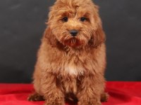 14 ŞUBAT DOĞUMLU ERKEK MALTIPOO YAVRUMUZ