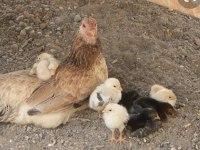 Kuluçkalık döllü yumurta