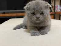 british shorthair yavruları