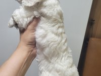 0 numara maltese terrier bebekler