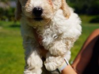 Maltipoo Bebeklerimiz Enfes Güzellikte