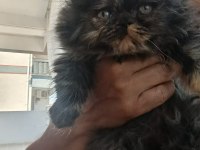 BAKMADAN GEÇMEYİN YAVRU KEDİLERE