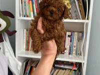 Safkan en küçük boy koyu renk toy poodle miniğim