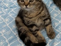 2.5 Aylık Dişi British Longhair