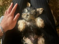 Teacup Yorkshire Terrier Dişi