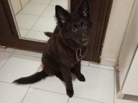 Black solid alman kurdu eğitimli asil kızımız