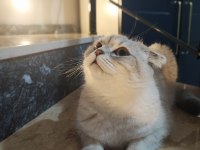 Scottish fold dişi kedimiz