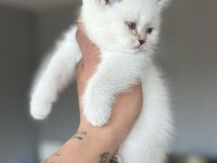 A kalite british longhair yavrular sahiplerini arıyor