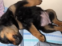 3 aylık dişi rrottweiler yavrumuz