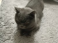 3 yaşında dişi british shorthair sevecen sıcak kanlı