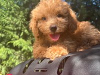 Maltipoo Yavrularımızı Canlı Görerek Alabilirsiniz
