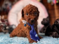 Minicik Toy Poodle Bebekler