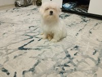 Kore kan maltese bebek harika