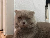 Çok tatlı 1.5 yaşında bir erkek scottish fold
