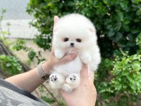 Pomeranian micro Yavrular