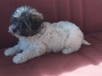 Terrier yavru
